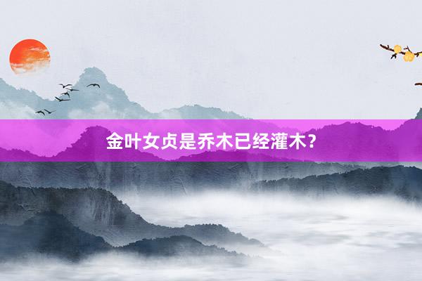 金叶女贞是乔木已经灌木？